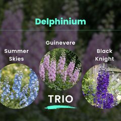 Delphinium trio - Delphinium TRIO
