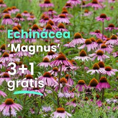 Echinácea 'magnus' 3+1 grátis - Echinacea