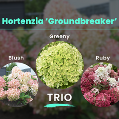Hortenzia 'groundbreaker' trio - Groundbreaker