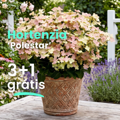 Hortenzia 'polestar' 3+1 grátis - Hydrangea Polestar