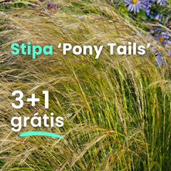 Kavyľ 'pony tails' 3+1 grátis - Stipa (1)