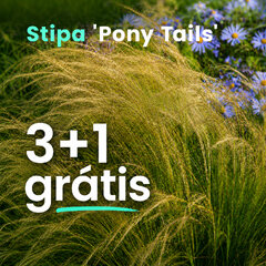 Kavyľ 'pony tails' 3+1 grátis - Stipa ver 2