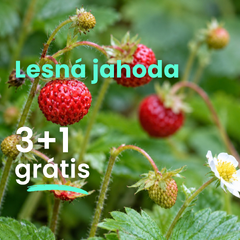 Lesná jahoda  3+1 grátis - Lesna jahoda