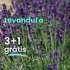 Levanduľa 3+1 grátis - Levandula 3 a 1