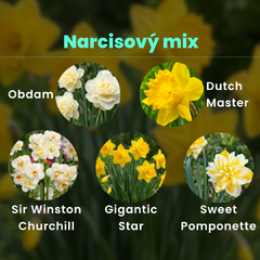 Narcisový mix - Narcisový mix