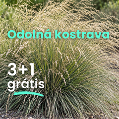 Odolná kostrava  3+1 grátis - Festuca meirei
