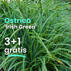 Ostrica 'irish green' 3+1 grátis - Carex Irish Green