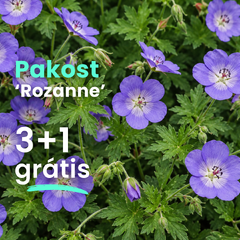 Pakost 'rozanne' 3+1 grátis - Pakost Rozanne