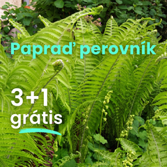 Papraď perovník  3+1 grátis - Matteucia balík