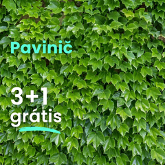 Pavinič  3+1 grátis - Pavinič