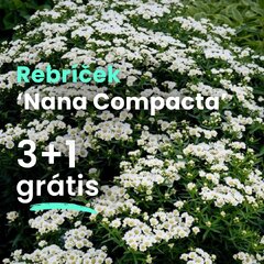 Rebríček 'nana compacta' - Rebricek