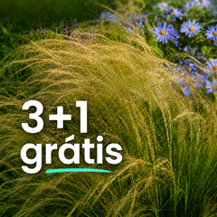 Stipa 'pony tails' 3+1 grátis - Stipa 3 a1
