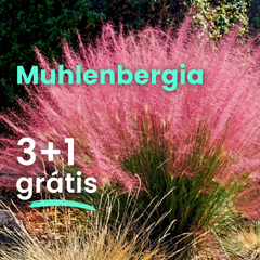 Texaská tráva 3+1 grátis - Muhlenbergia capillaris