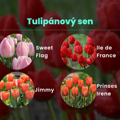 Tulipánový sen - Tulipánový sen