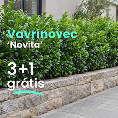 Vavrínovec 'novita' 3+1 grátis - Vavrinovec Novita