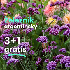 Železník argentínsky 3+1 grátis - Verbena bonariensis