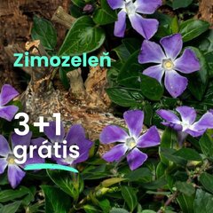 Zimozeleň  3+1 grátis - Zimozelen