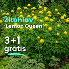 Žltohlav 'lemon queen' 3+1 grátis - Trollius balík