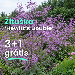 Žltuška 'hewitt's double' 3+1 grátis - Tahlictrum balík