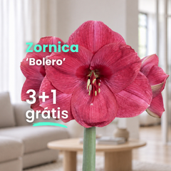 Zornica 'bolero' 3+1 grátis - Bolero