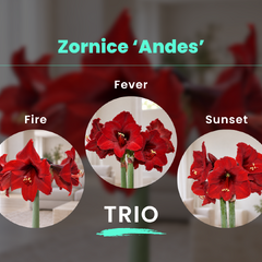 Zornice 'andes' trio - Andes Trio