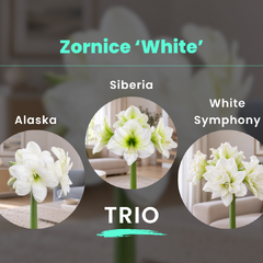 Zornice 'white' trio - zornice white