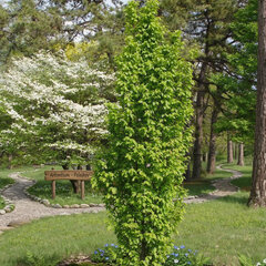 Carpinus 'fastigiata' - hrab k1l - Carpinus 'Fastigiata'