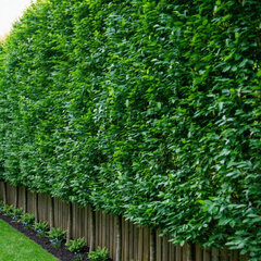 Carpinus 'fastigiata' - hrab k1l - Carpinus 'Fastigiata' 2
