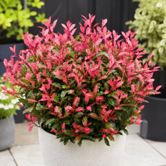 Photinia 'little fenna' - červienka - Photinia 'Little Fenna'