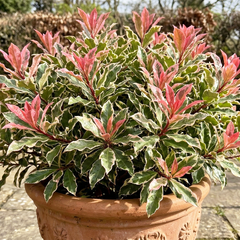 Photinia 'pink crispy' - červienka k2l - Photinia 'Pink Crispy' 1