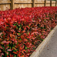Photinia 'red robin' - červienka k2l - Photinia 'Red Robin'