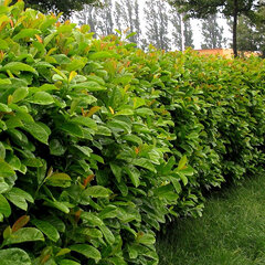 Prunus 'etna' - vavrínovec k3l - 2232532 Prunus 'Etna' 02