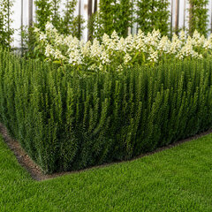 Taxus 'rising star' - tis - Taxus 'Rising Star'