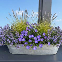 hrantík narastený (1)