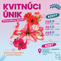 Amaryllisový špeciál