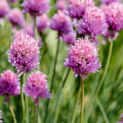 5250758_allium_schoenoprasum_02