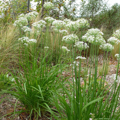 3252011_allium_tuberosum_01