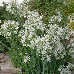 3252011_allium_tuberosum_03