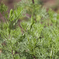 0622_artemisia_coca_cola_01