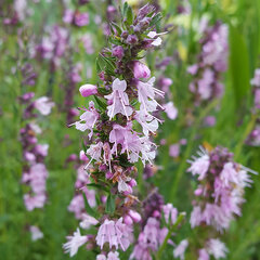 4223488_hyssopus_officinalis_roseus_01