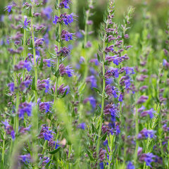 5250271_hyssopus_officinalis_02