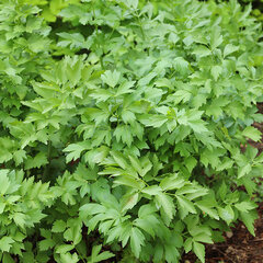 5251887_levisticum_officinale_02