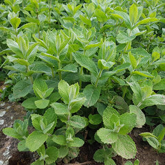 3233449_mentha_applemint_02