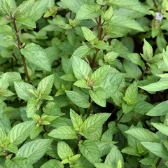 3252816_mentha_chocolate_03