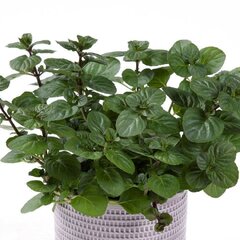 4212671_mentha_orange_mint_03