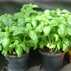 5252817_ocimum_01