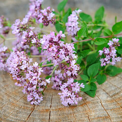 3212715_origanum_aromata_01