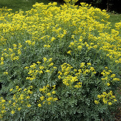 4244311_ruta_graveolens_02