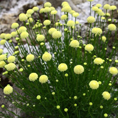 4250400_santolina_rosmarinifolia_03