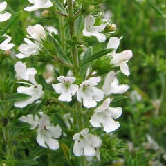 5250402_satureja_montana_01